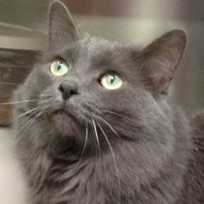 Cooper - Cat for Adoption