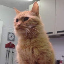 Mischa - Cat for Adoption